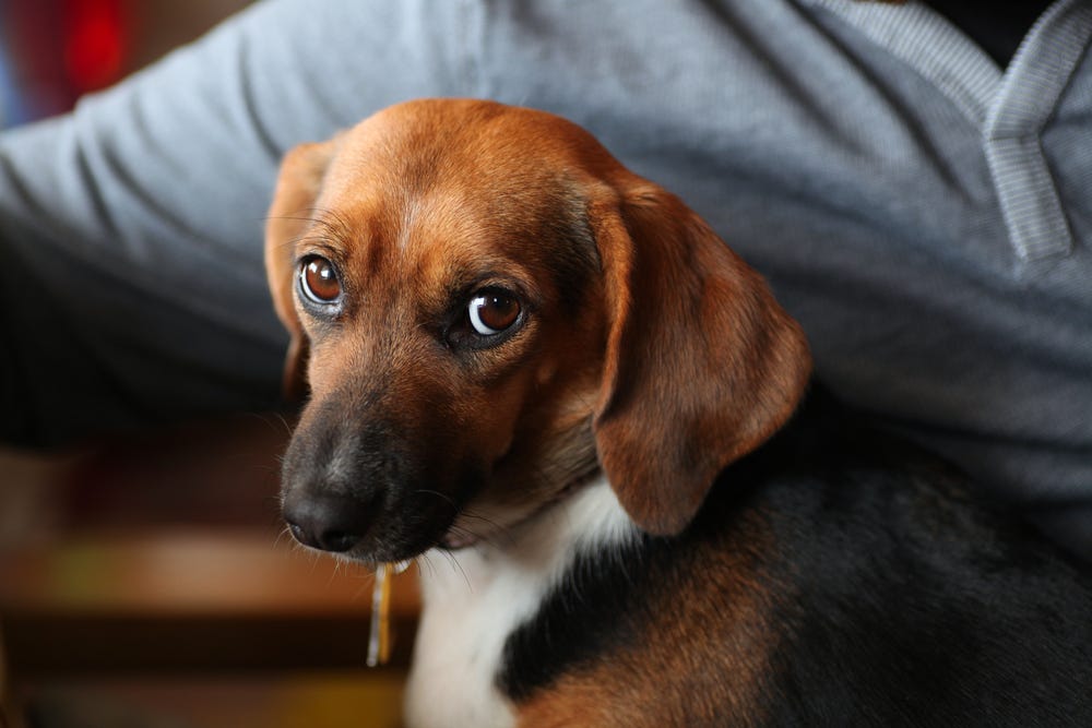 How to help your rescue dog settle into their new home by Adaptil