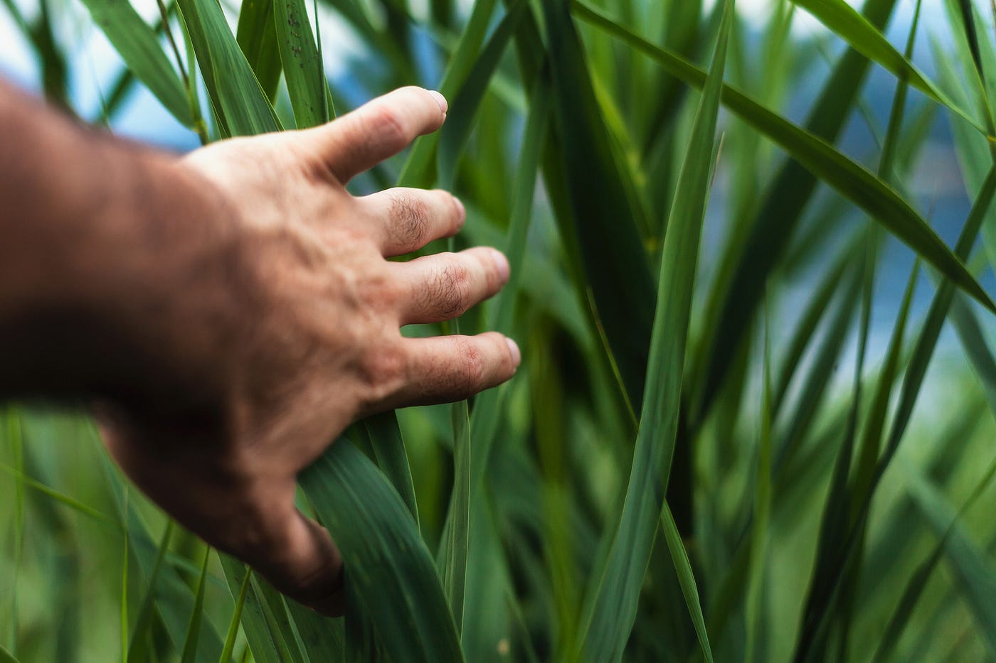 Touch grass