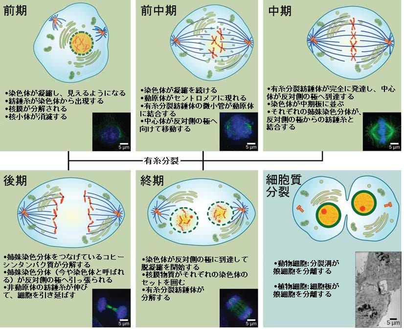生物学 第2版 第10章 細胞増殖 Japanese Translation Of Biology 2e By Better Late Than Never Medium
