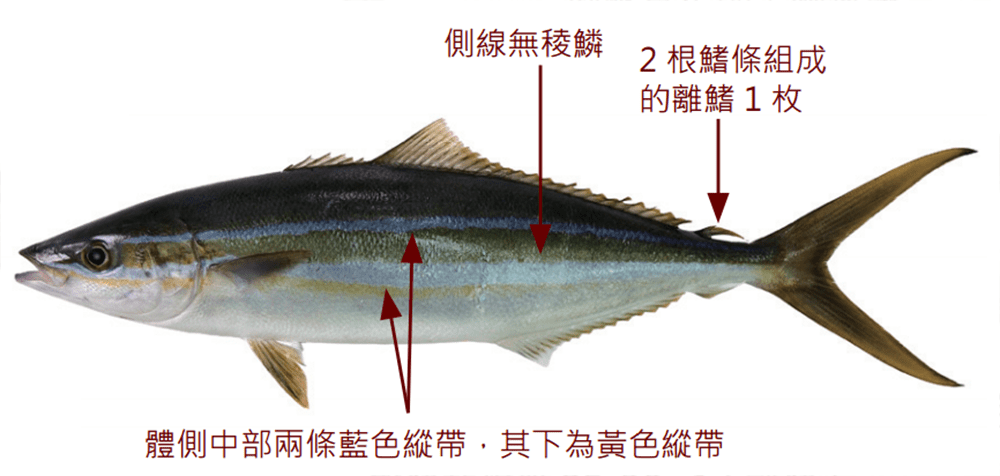 紅魽 青魽 拉倫 逛魚市場 最容易搞混的一種魚 鰤魚 紅魽 青魽已經搞不清楚了 今天要介紹一種 常常被混淆的鰤魚 By 愛爾文海洋主廚
