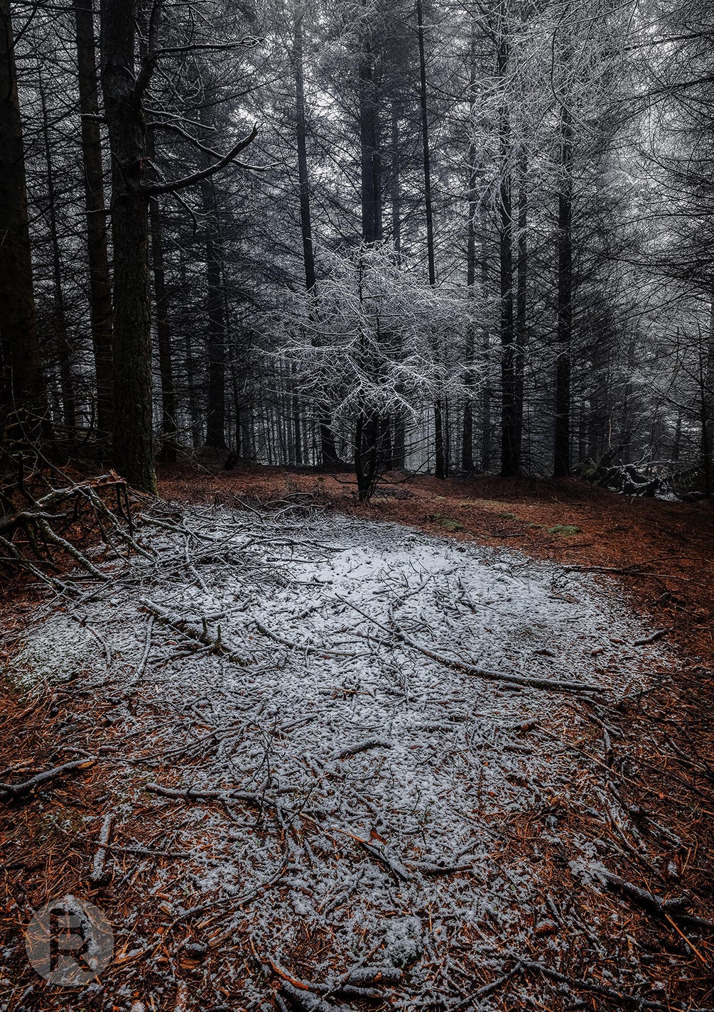 A small tree covered in snow stands alone in a clearing of woodland, surrounded by taller trees further back