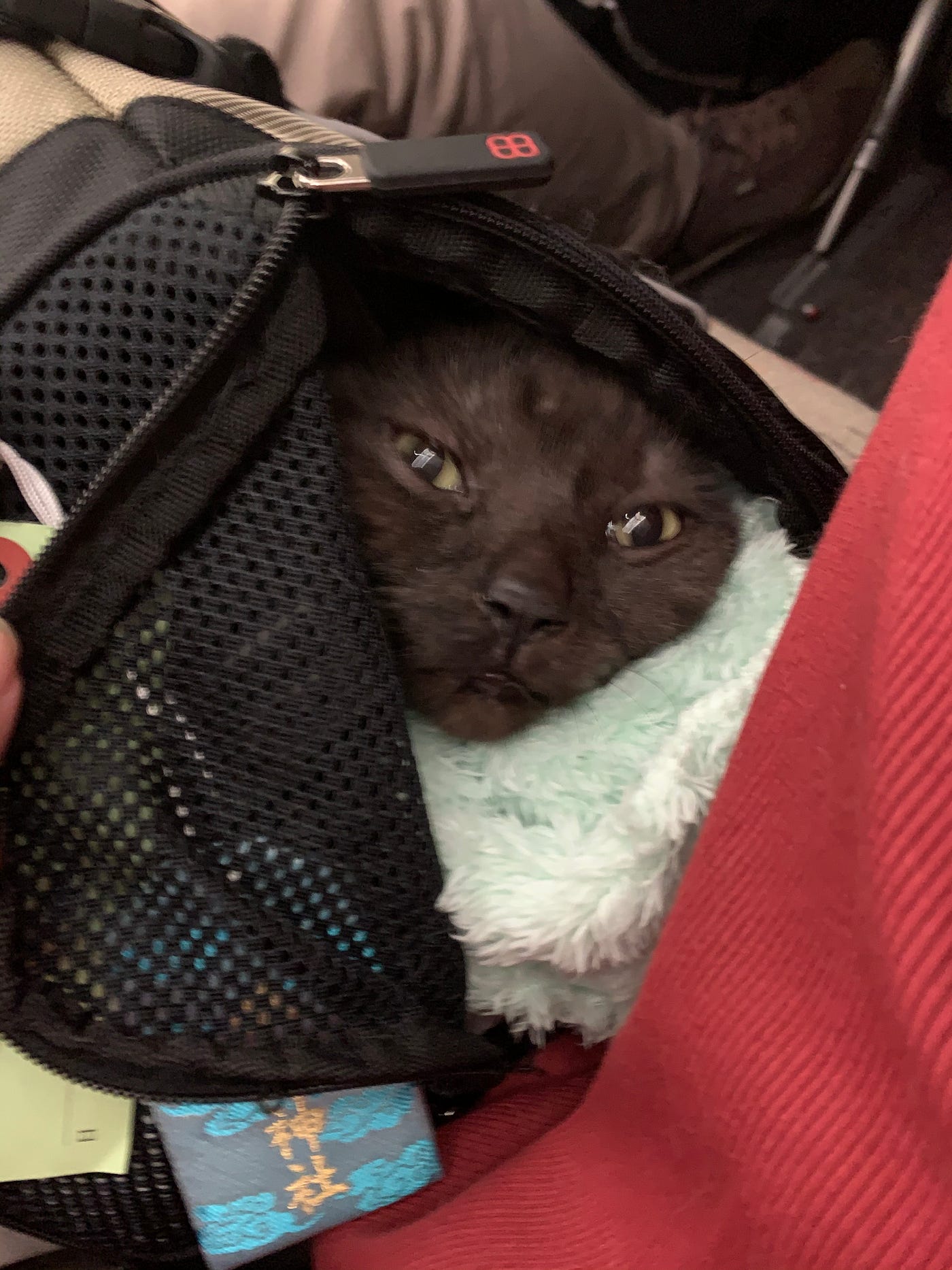 猫と一緒に空の旅を楽しんだお話 年1月24日に猫を機内持ち込みで日本からニューヨークへ運んだ時のお話です By Yui Kobayashi Medium 猫と一緒に空の旅を楽しんだお話 年1月24日に猫を機内持ち込みで日本からニューヨークへ運んだ時のお話です By Yui Kobayashi Medium