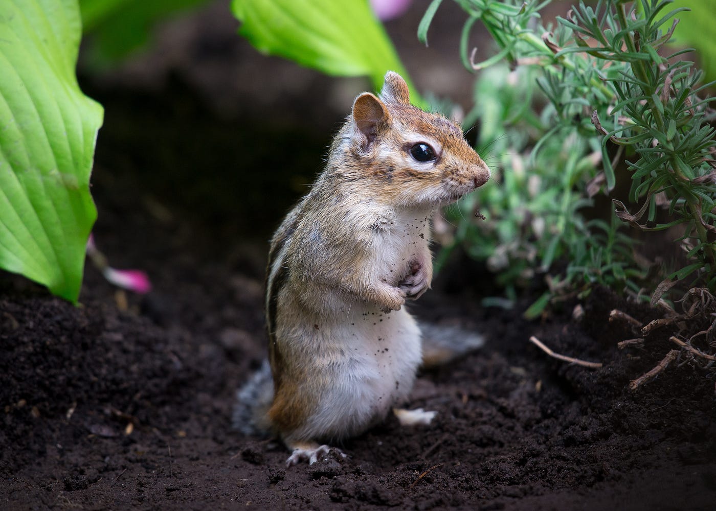 Does One Mouse Mean An Infestation By Amithasanromy Medium