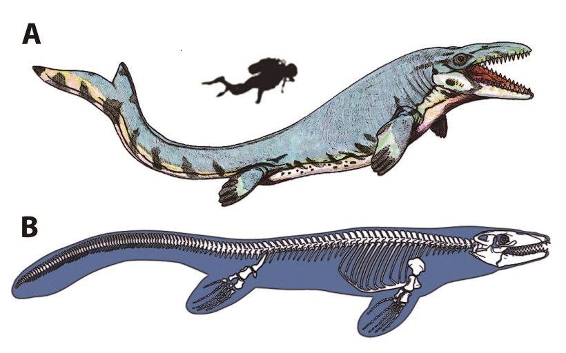 Cuba podría contar con el primer registro de Mosasaurus de las Indias Occidentales