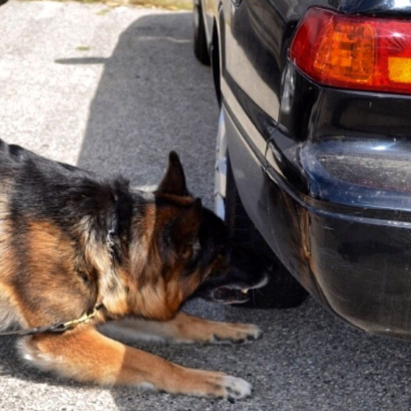 Canine Mdma Detection Fact Or Fiction - k4efmij
