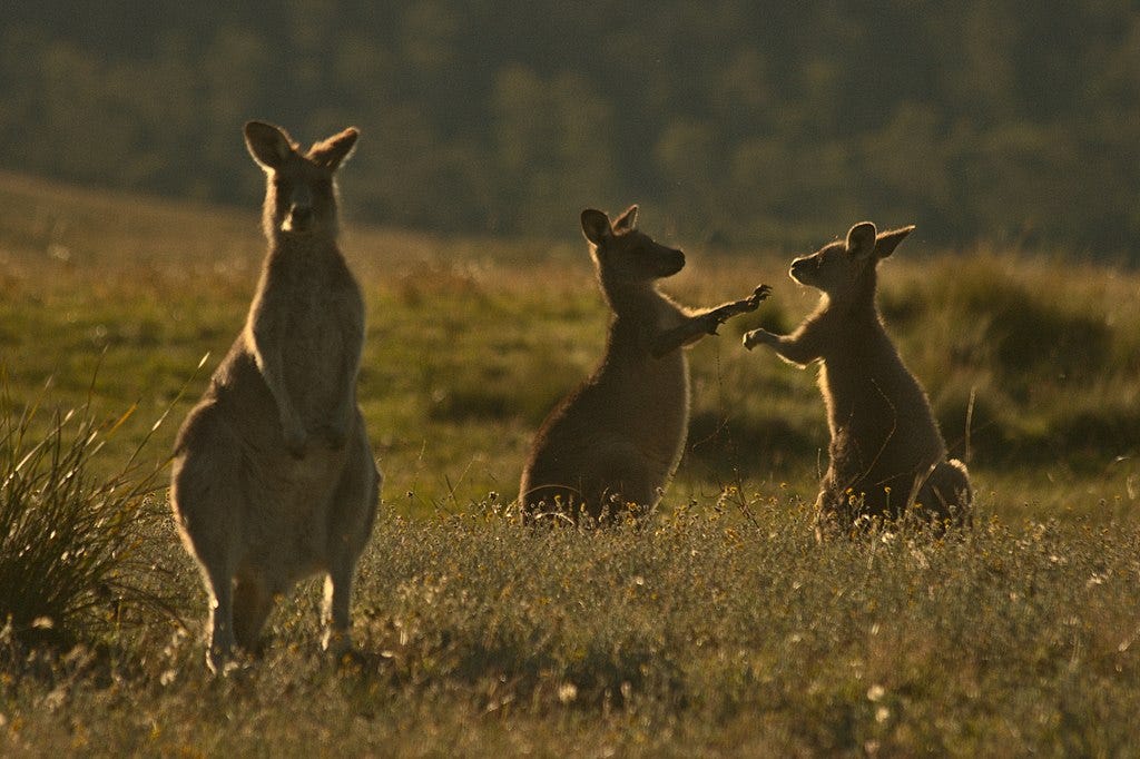 Kangaroos fighting, because it’s silly.