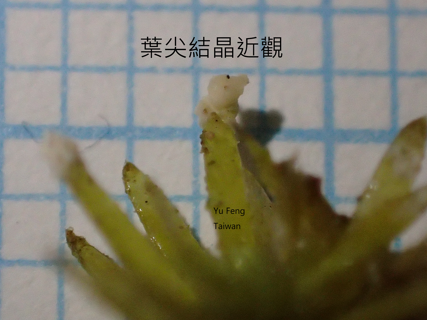 苔蘚學堂 養苔進階篇part 1 苔類葉尖結晶形成的原因及處理方式 By Yu Feng Medium 苔蘚學堂 養苔進階篇part 1 苔類葉尖結晶形成的原因及處理方式 By Yu Feng Medium