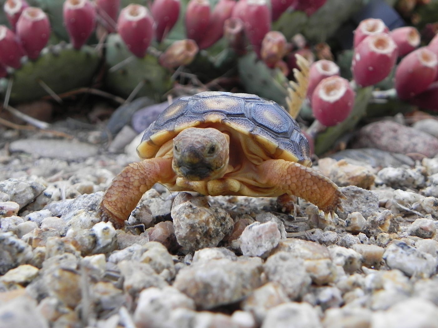 A small young desert tortoise walks toward the camera in front of a fruiting prickly pear
