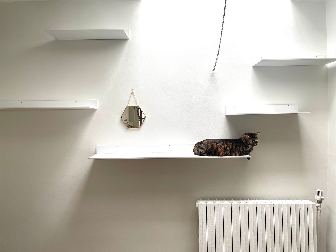 White wall with white shelves, mirror, radiator, and a cat.