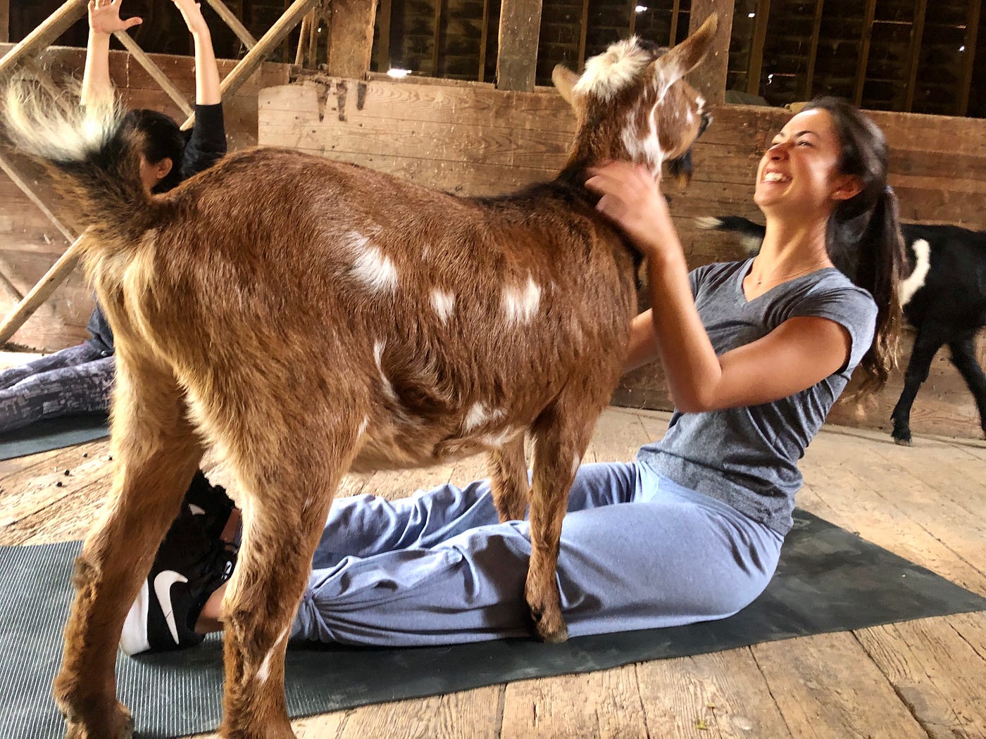 Goat Yoga The Newest Fitness Trend to Hit The Farm by Marika Cygert