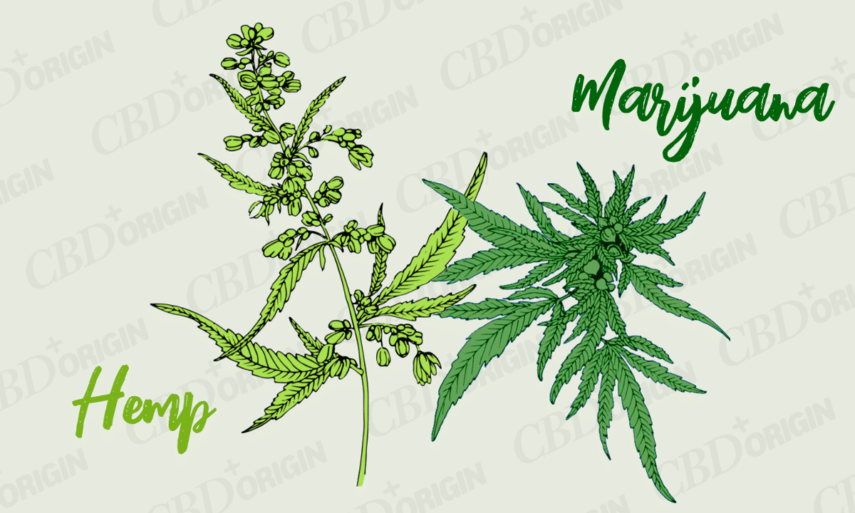 Hemp vs Marijuana: The Difference Explained (2020 Update) | by Aaron Cadena  | CBD Origin | Medium