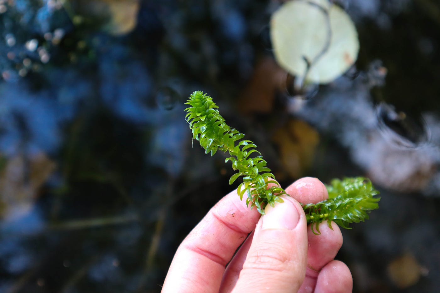 Hand holding a healthy fragment of Elodea above a waterbody