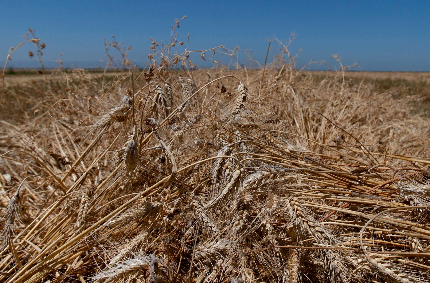 A field of wheat under a blue, cloudless sky.