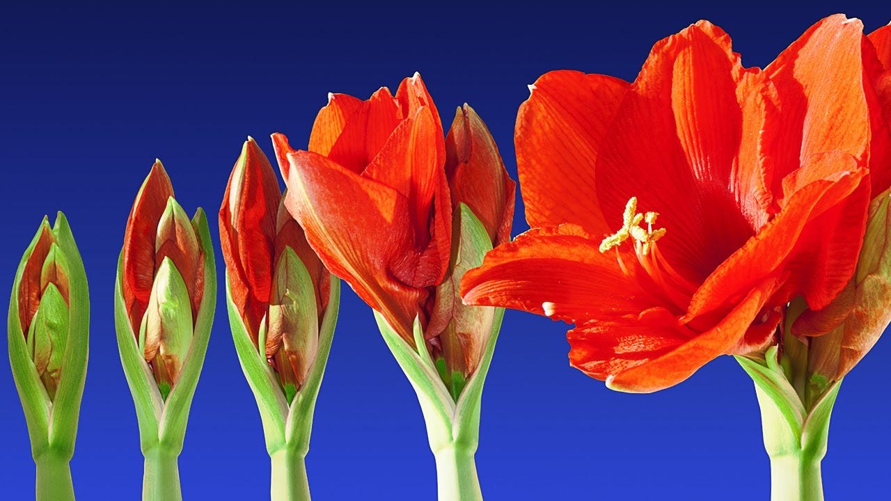 A Blooming Flower…. ‘Relationship’, as the dictionary… by Venky Naik