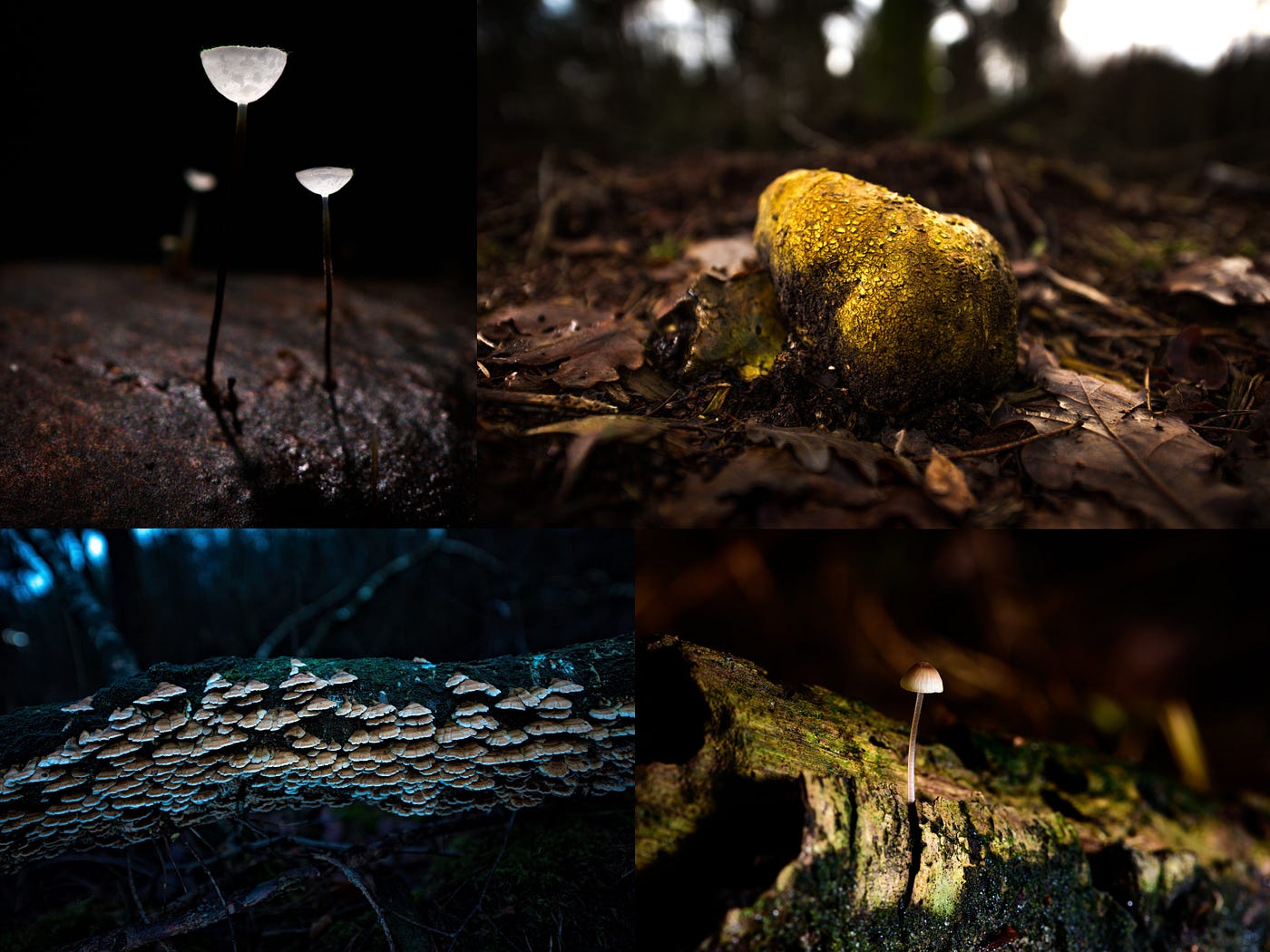 My Journey into Extreme Macro. The Big Hobby of the Tiny | by Ferdy  Christant | Ferdy Christant