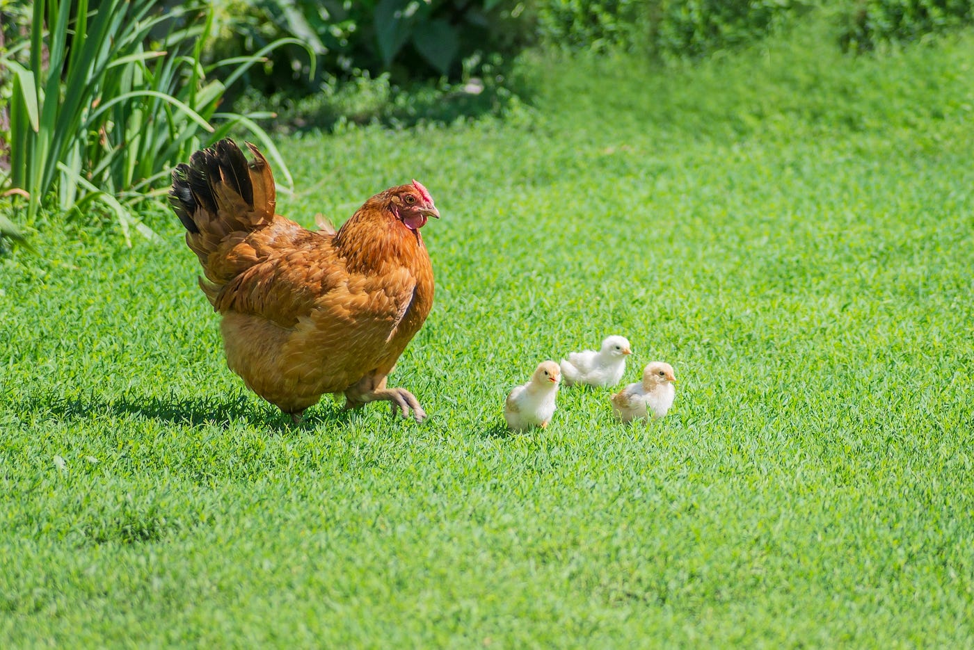 The Mother Hen Style Of Leadership By Almarie Meyer Medium