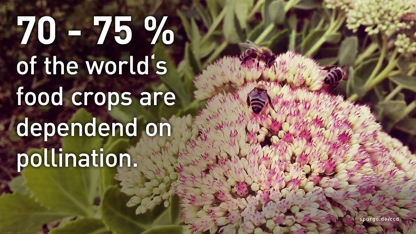 How a life without bees would look like — and why protecting bees is