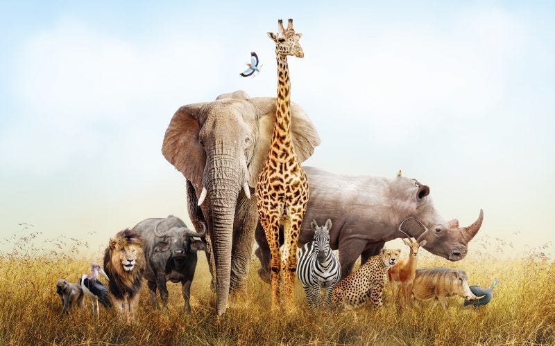 Are humans better than animals?. My kids made a statement that humans