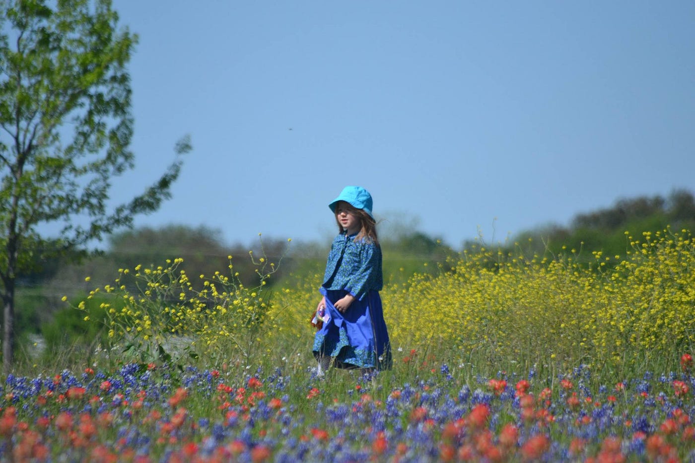 How To Save The Bastard Cabbage Threatens the Existence