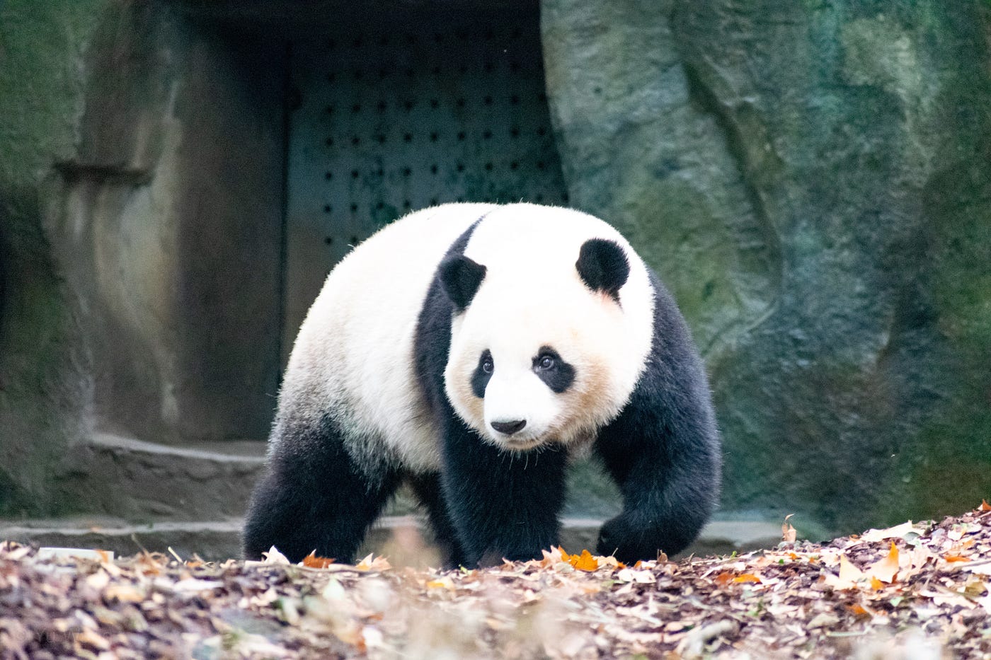 How To Drop a List of Rows From Pandas DataFrame | Towards Data Science