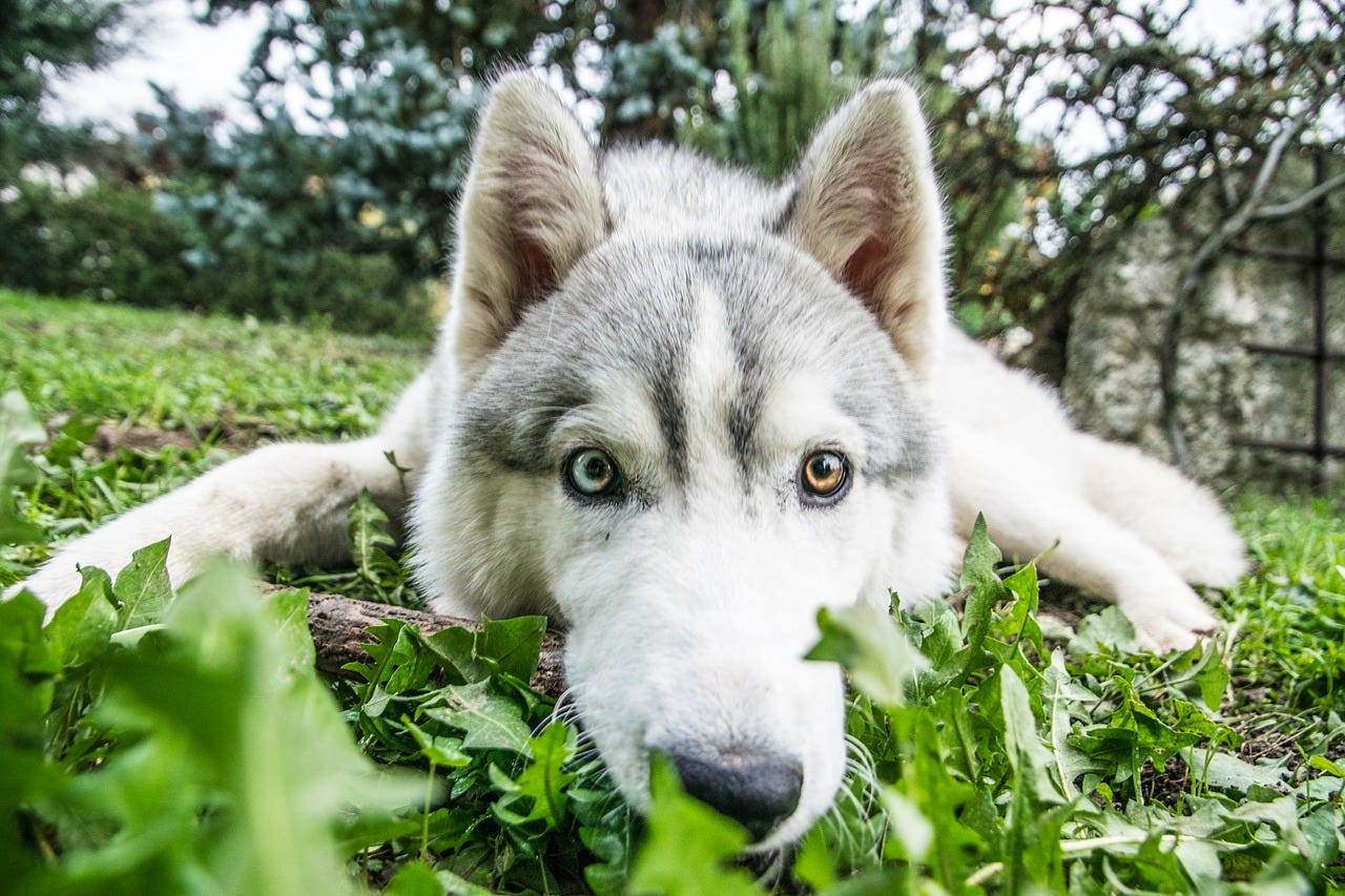 Do Huskies Make Good Pets?. Some people question whether it is a… by