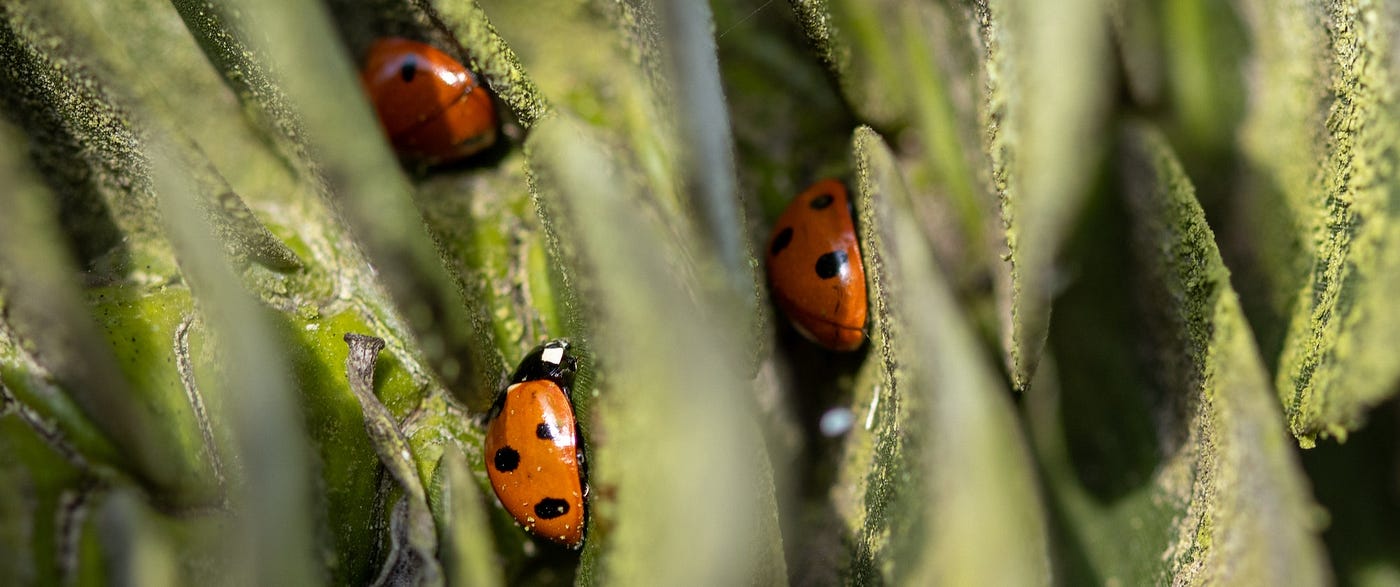 Cover photo of lady bugs hidden between leaves