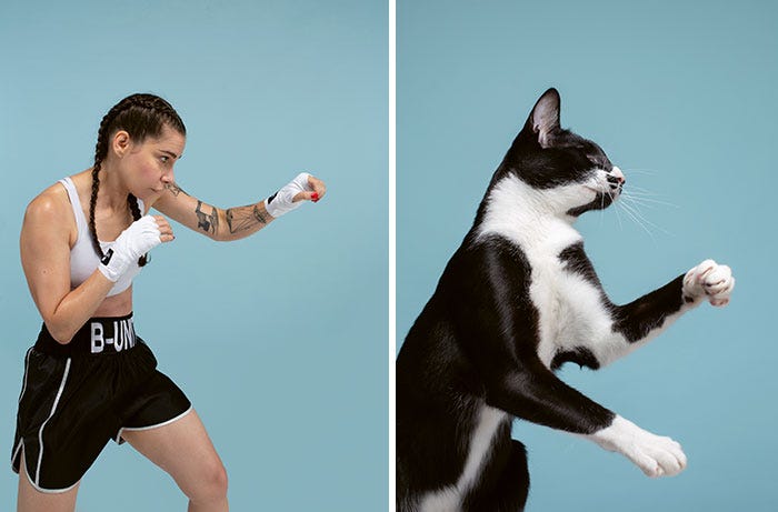 cat wearing shorts
