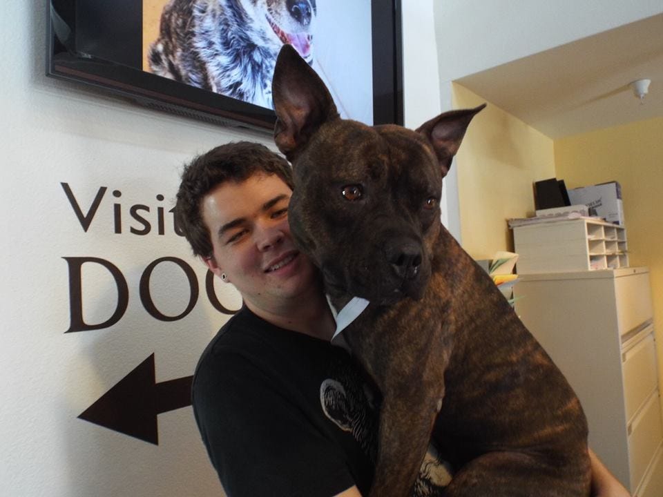 What Is The Most Common Dog In Shelters