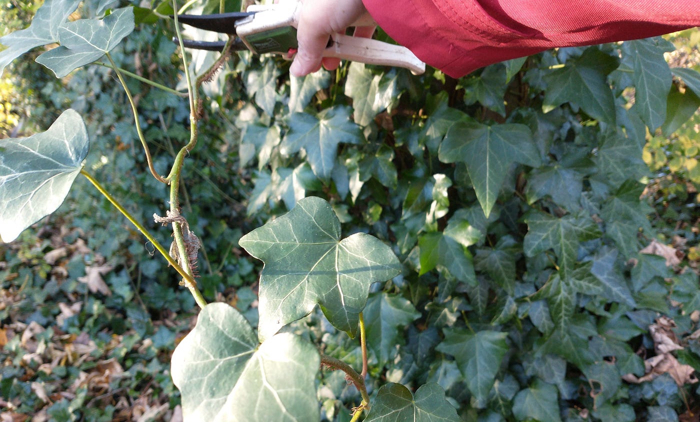Foraging ivy for Christmas wreath