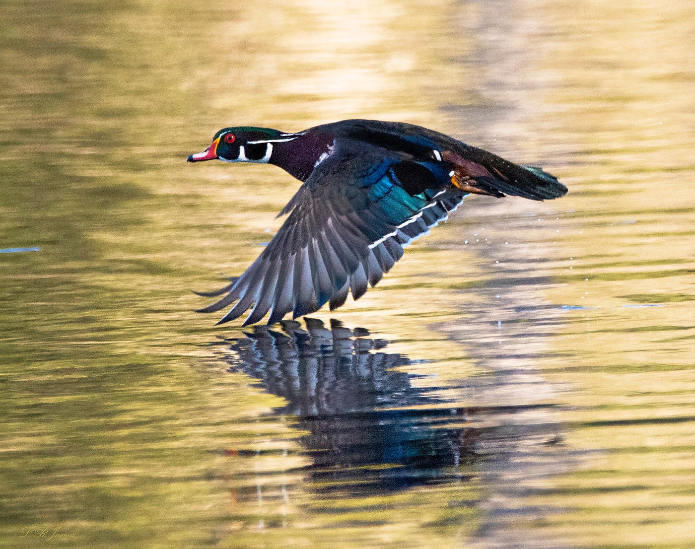 A drake wood duck takes flight over the waters of Hicks Lake in Lacey.