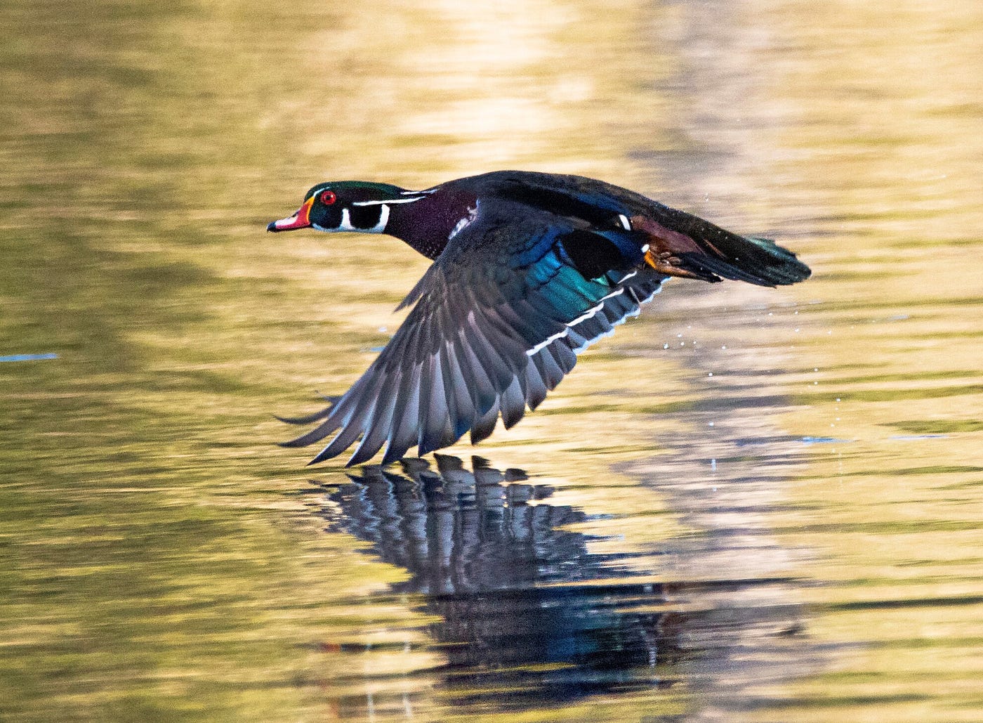 A drake wood duck takes flight over the waters of Hicks Lake in Lacey. (Larry James)