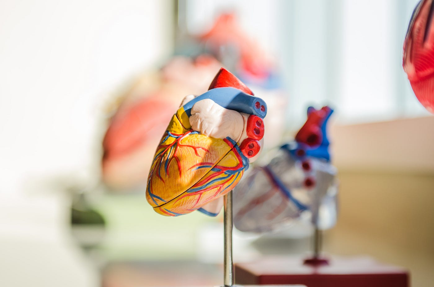 Artificial heart on a stand, for display.