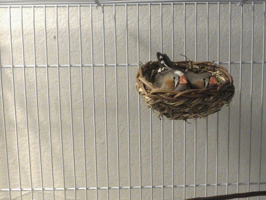 zebra finch cage accessories