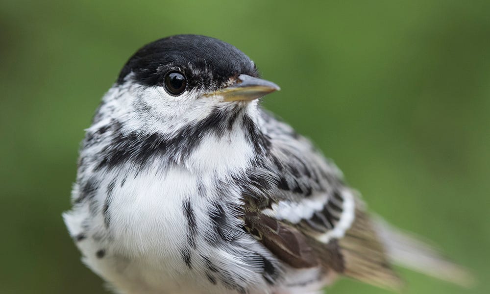 A close-up of a Blackpoll Warbler