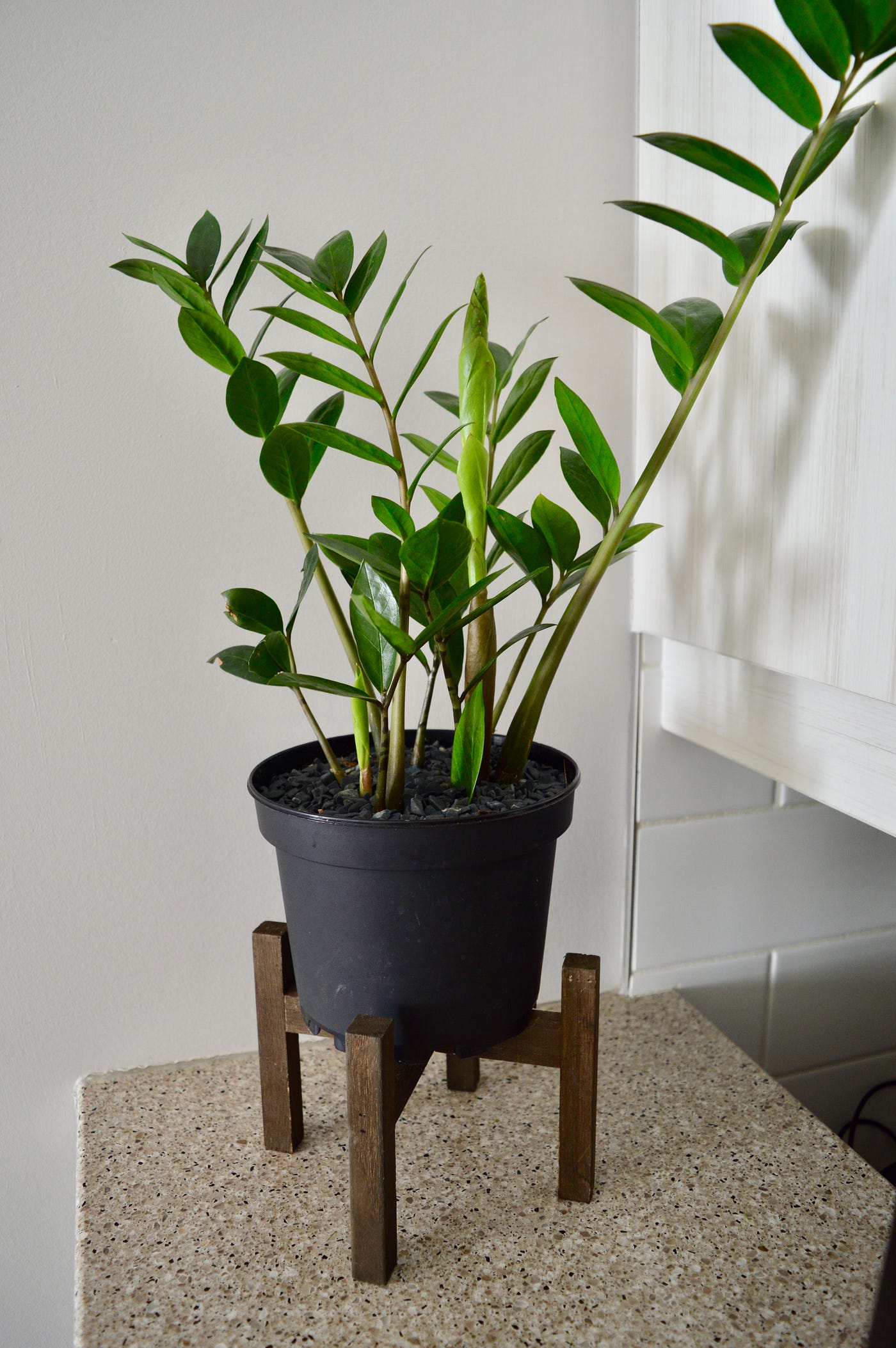 The Easiest Indoor Plants to Keep Alive by Celia G Age of Awareness
