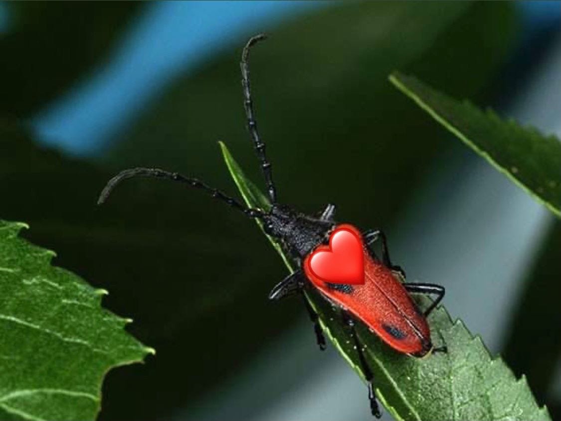 a red and black beetle with a red heart emoji over its body.