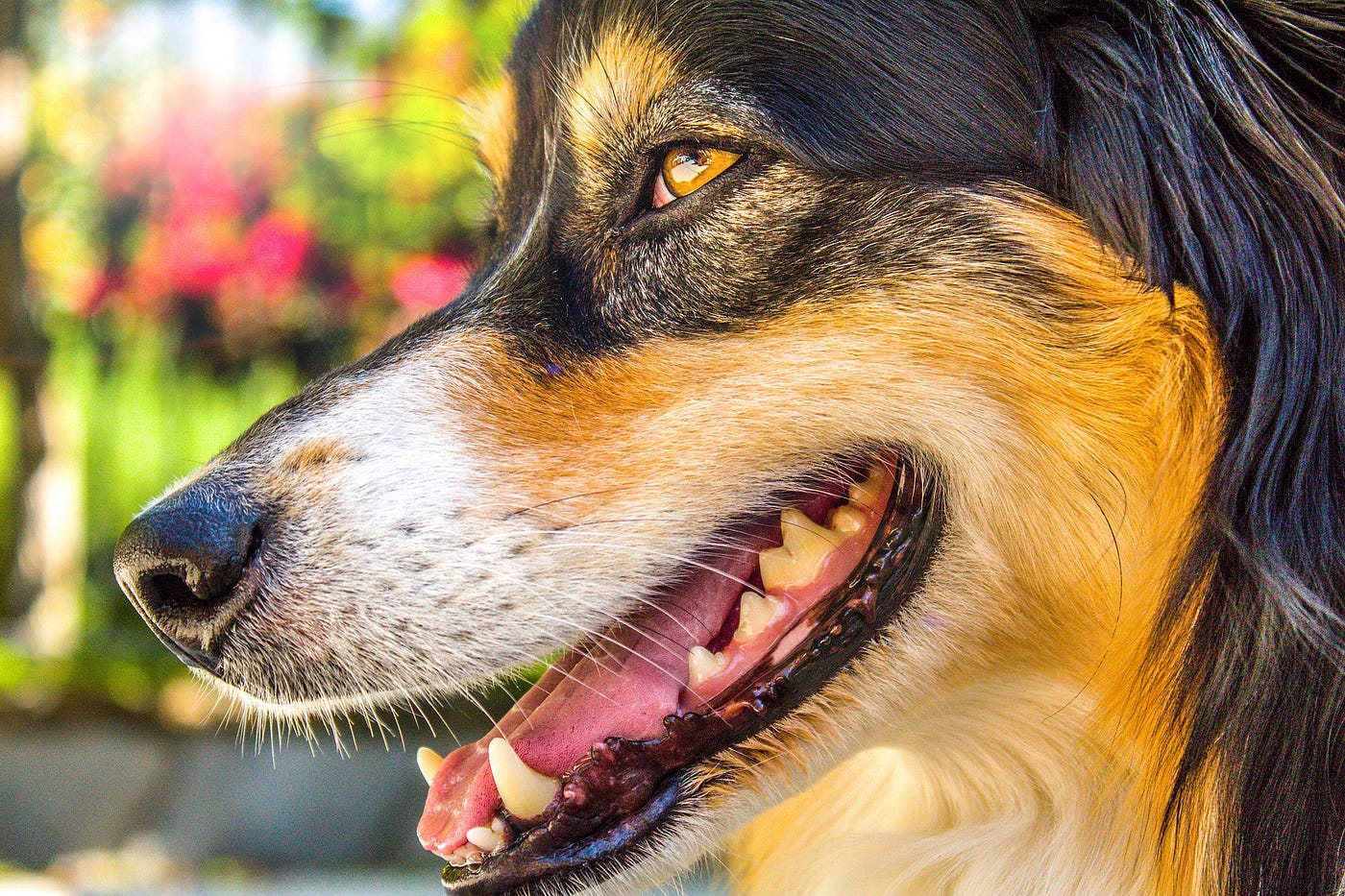 Profile photo of an australian shepherd with his mouth open