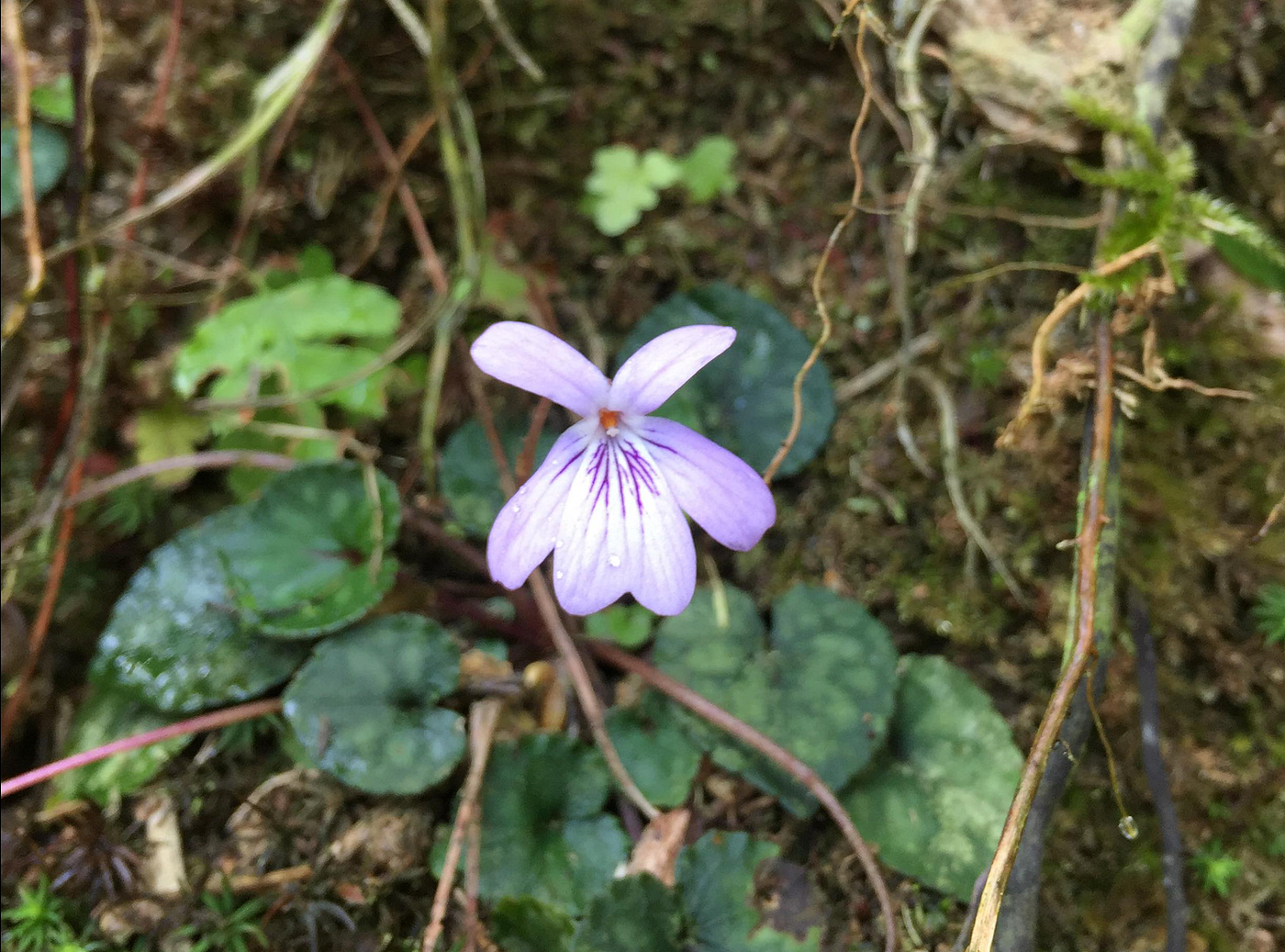 不專業分類學4 堇菜 Viola 堇菜屬的小花是一群可愛 卻也令人頭疼的植物 不僅屬下種類繁多 種間的變異又很小 By Shu I Lin Medium
