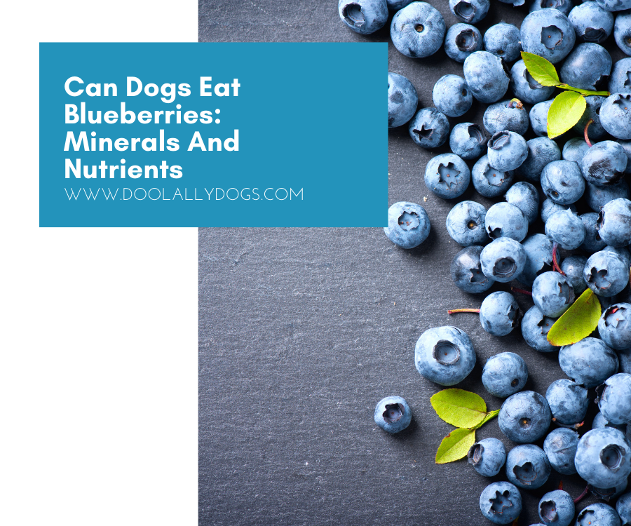 Can Dogs Eat Blueberries The Best Superfood For Dogs By Andrew Toft Medium