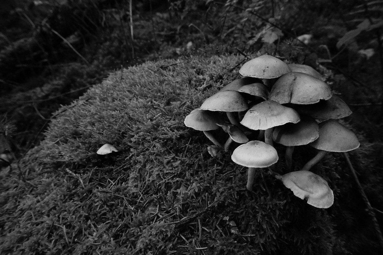 Picture of mushrooms on grass