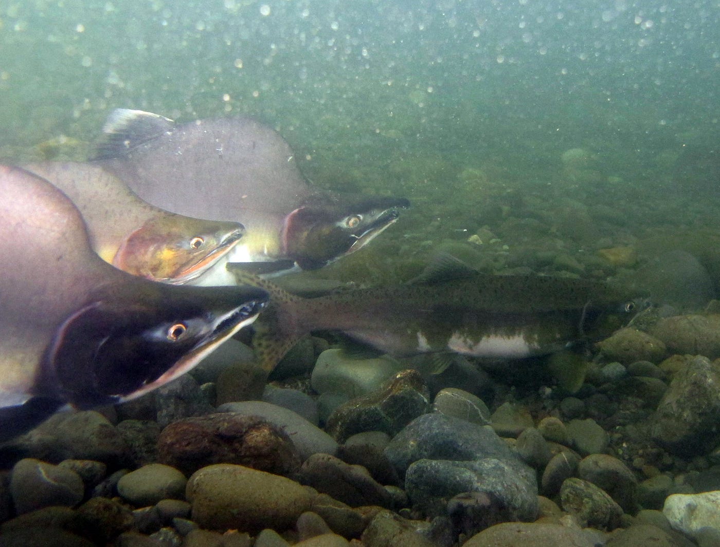 An underwater view of spawning pink salmon shows the extreme hump that forms on the backs of males. Photo by Katrina Mueller/USFWS