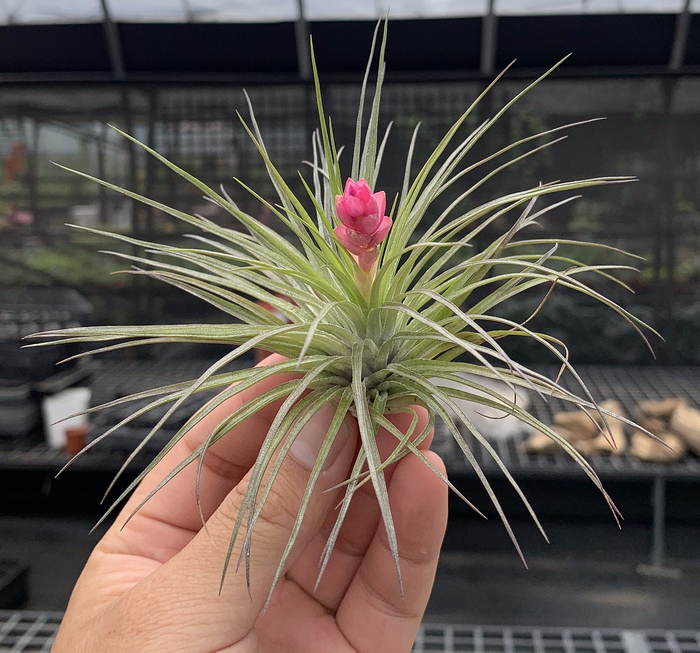 空氣鳳梨是什麼 鐵蘭屬tillandisia 地表最強懶人植物 狂買園藝多肉植物專賣
