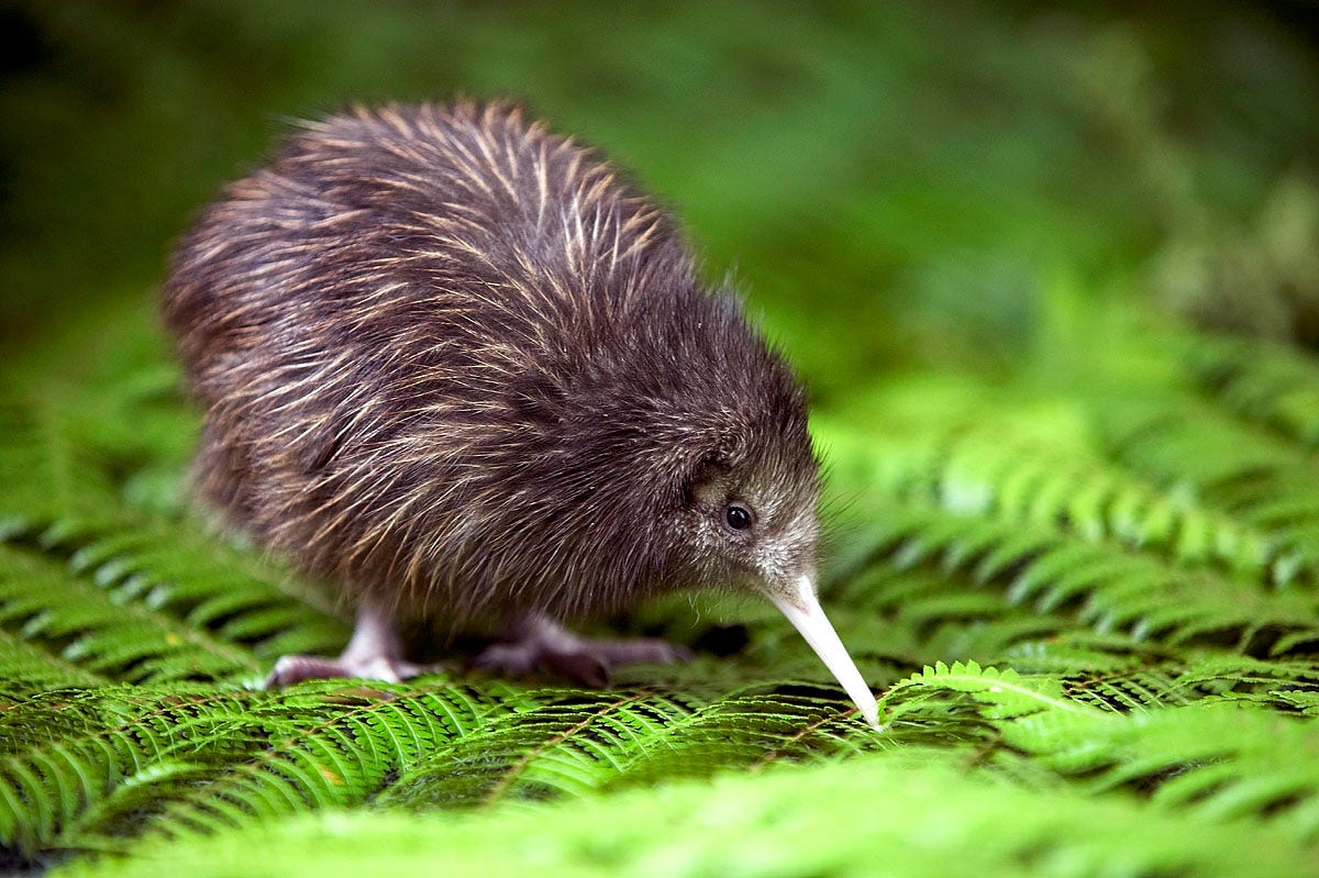 13 Animales Absolutamente Tiernos Que Est n En Peligro De Extinci n By Federico Tesone El Meme