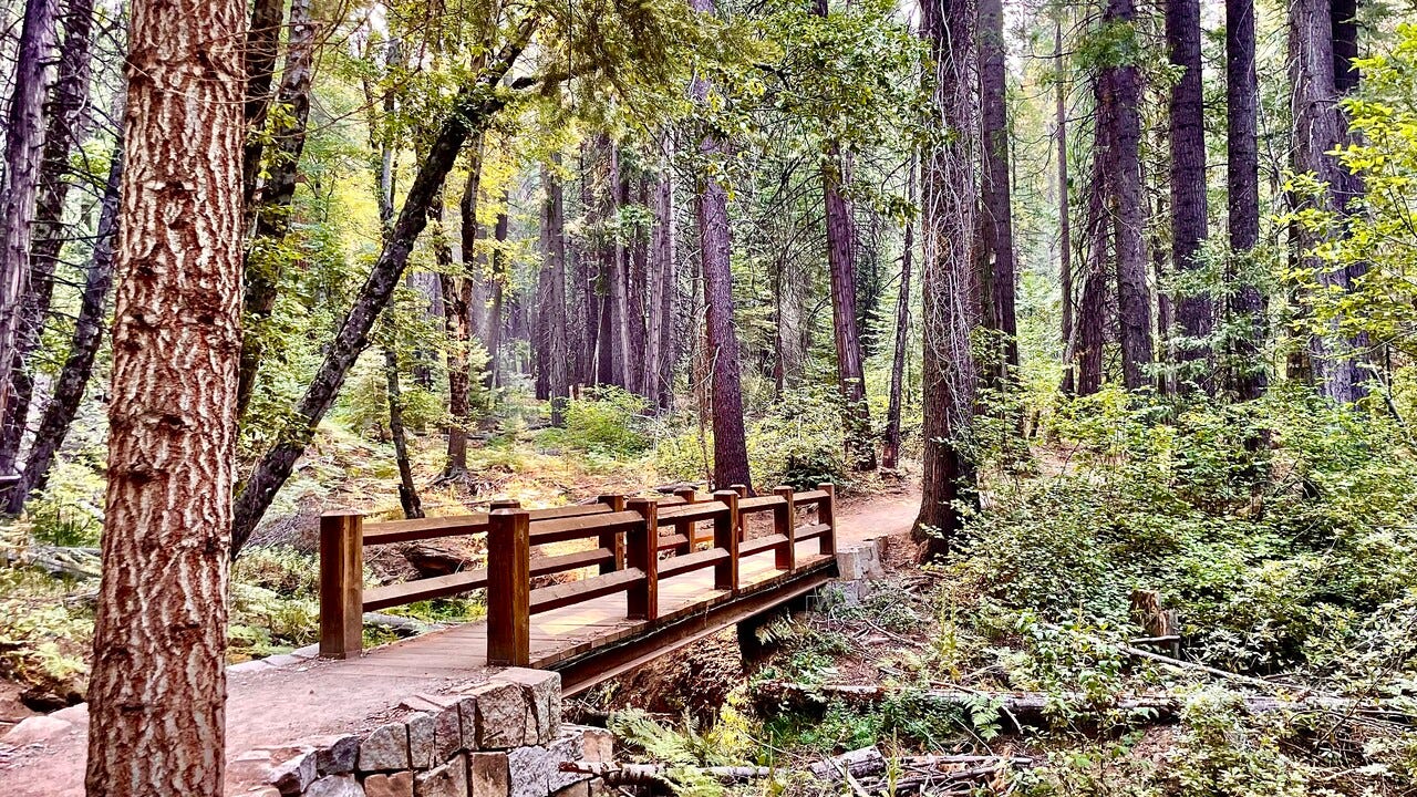 How trees teach us to be better people by Luisa Maria Medium