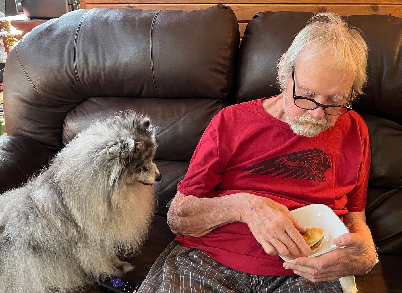 Blue Merle Pomeranian staring at food being eaten by a man, sitting on a couch