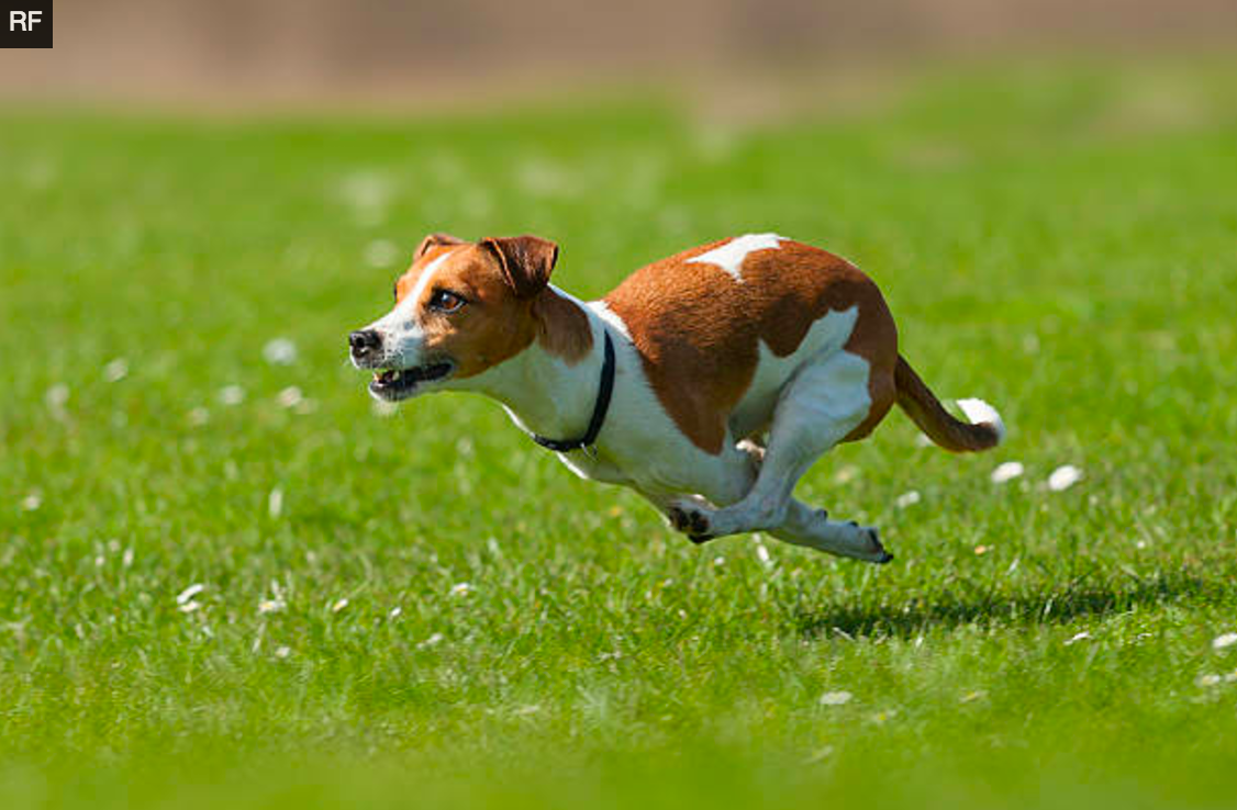 Tú perro se escapa? aprende por qué lo hace y cómo evitarlo | by DogCrowd |  Medium
