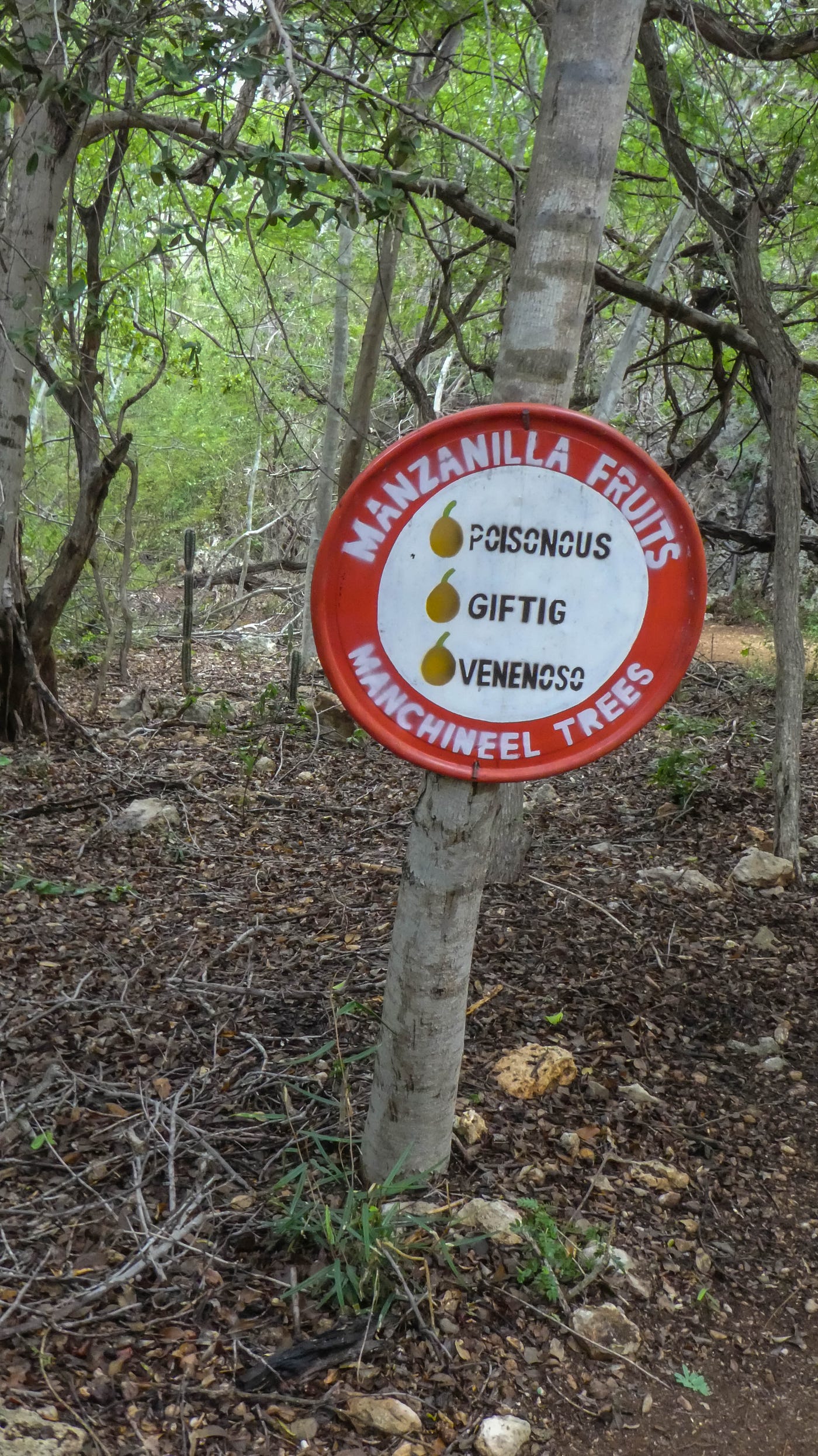The World’s Most Poisonous Tree The Manchineel Tree by A Renaissance
