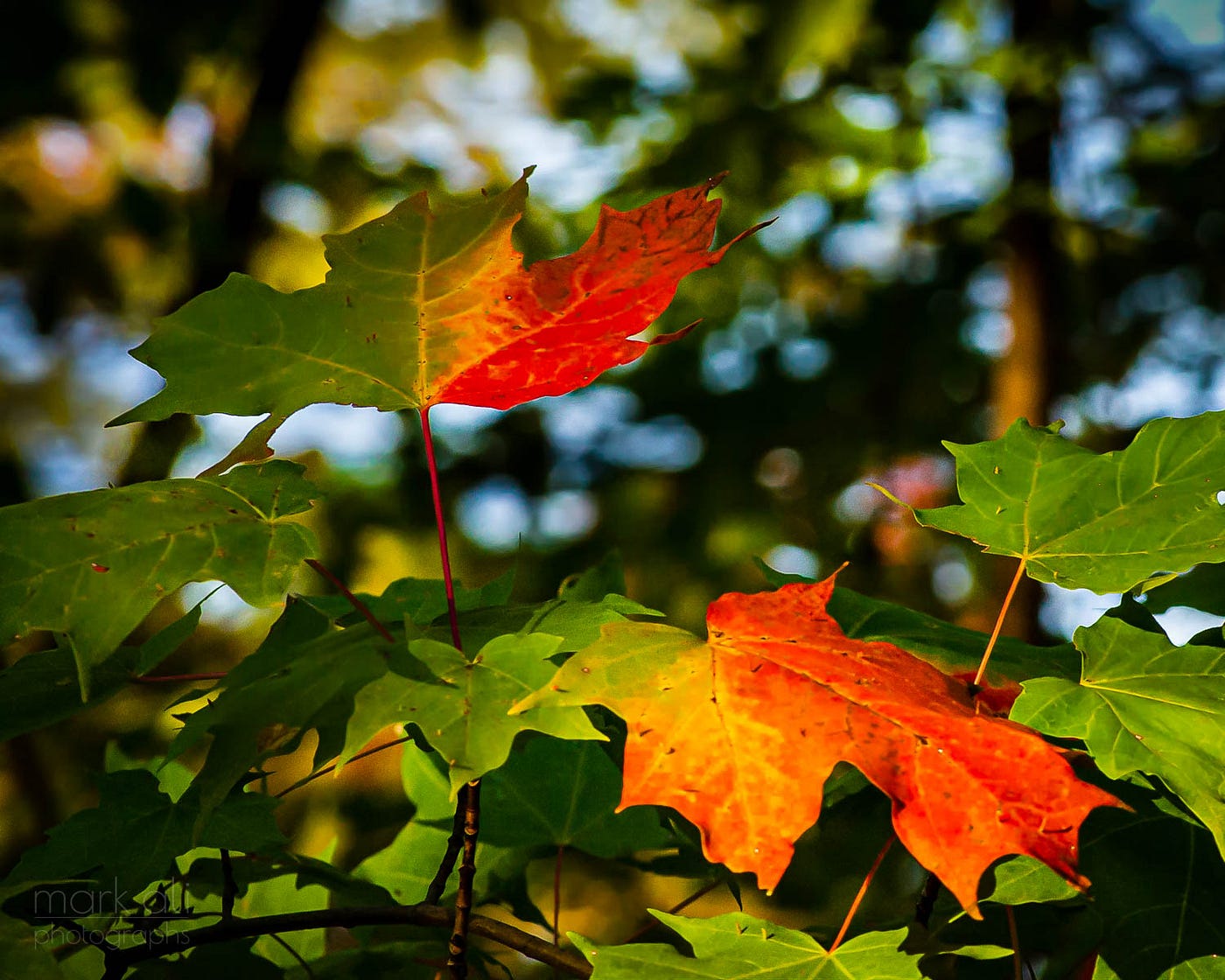 A splash of red color appears on leaves at the start of autumn.