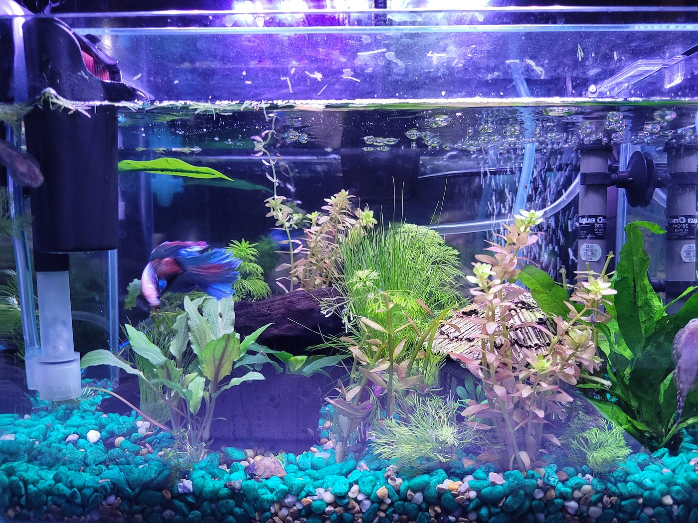 medium fish tank