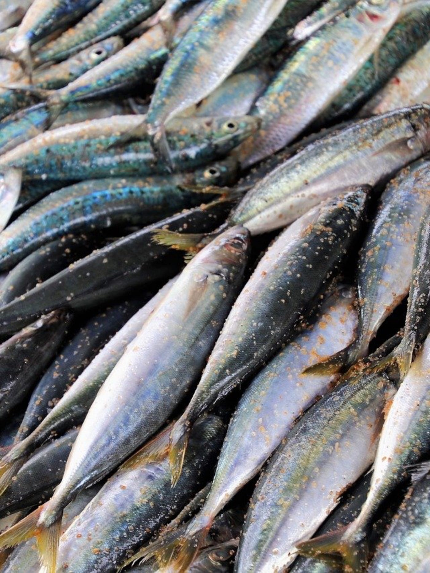 Color photo of market fresh Mackerel fish.
